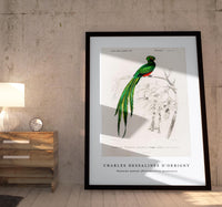 
              Charles Dessalines D'Orbigny - Pavonine quetzal (Pharomachrus pavoninus)
            