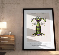 
              Charles Dessalines D'Orbigny - Giant mantis shrimp (Squilla Maculata)
            
