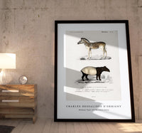 
              Charles Dessalines D'Orbigny - Malayan Tapir (Equus Montanus) and Mountain Zebra (Dauw)
            