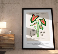 
              Charles Dessalines D'Orbigny - Elephant ear (Caladium bicolor)
            