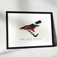 John James Audubon - Louisiana Hawk from Birds of America (1827)