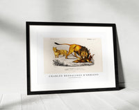 
              Charles Dessalines D'Orbigny - Lion (Panthera Leo)
            