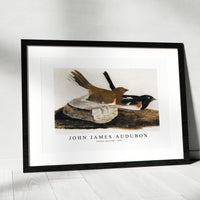 John James Audubon - Towhee Bunting (1812)