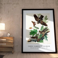 John James Audubon - Whip-poor-will from Birds of America (1827)