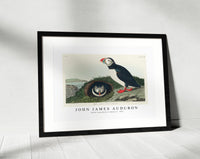 
              John James Audubon - Puffin from Birds of America (1827)
            