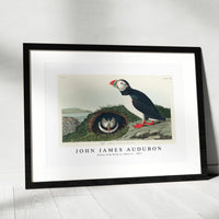 John James Audubon - Puffin from Birds of America (1827)