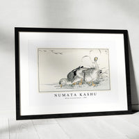 Numata Kashu - White Fronted Goose illustration from Pictorial Monograph of Birds (1885)