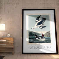 John James Audubon - Smew or White Nun from Birds of America (1827)