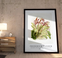 
              Frederick Sander - Cypripedium sanderianum from Reichenbachia Orchids-1847-1920
            