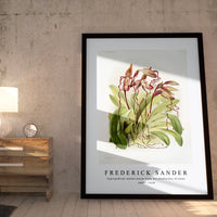Frederick Sander - Cypripedium sanderianum from Reichenbachia Orchids-1847-1920
