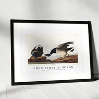 John James Audubon - Brant Goose from Birds of America (1827)