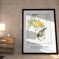 Numata Kashu - Grey Starling and Cercidiphyllum Japonicum illustration from Pictorial Monograph of Birds (1885)