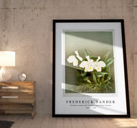 
              Frederick Sander - Cattleya trianæ alba from Reichenbachia Orchids-1847-1920
            