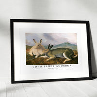 John James Audubon - Arctic Hare (ca. 1841)