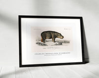 
              Charles Dessalines D'Orbigny - Hippopotamus (Hippopotame Amphibie)
            