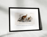 
              Charles Dessalines D'Orbigny - The red kangaroo (Macropus rufus)
            