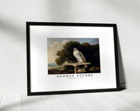 
              George Stubbs - Greenland Falcon 1780
            