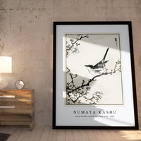 Numata Kashu - Bush-warbler and White Plum Tree illustration from Pictorial Monograph of Birds (1885)