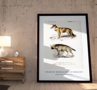 
              Charles Dessalines D'Orbigny - Golden Jackal (Canis Aureus)
            