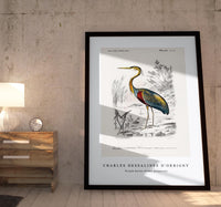 
              Charles Dessalines D'Orbigny - Purple heron (Ardea purpurea)
            