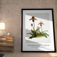 Frederick Sander - Cypripedium (hybridum) pollettianum-1847-1920