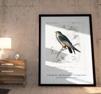 
              Charles Dessalines D'Orbigny - Red-footed Falcon (Falco rufipes)
            