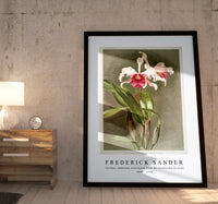 
              Frederick Sander - Cattleya (hybrida) arnoldiana from Reichenbachia Orchids-1847-1920
            