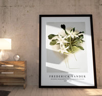 
              Frederick Sander - Aeranthus sesquipedalis from Reichenbachia Orchids-1847-1920
            