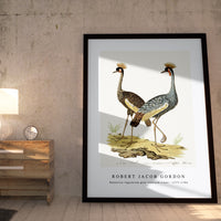 Robert Jacob Gordon - Balearica regulorum grey crowned crane (1777–1786)