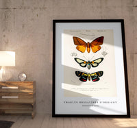 
              Charles Dessalines D'Orbigny - Collection of moths
            