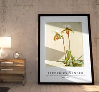
              Frederick Sander - Cypripedium leeanum var giganteum from Reichenbachia Orchids-1847-1920
            