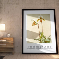 Frederick Sander - Cypripedium leeanum var giganteum from Reichenbachia Orchids-1847-1920