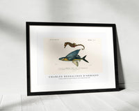 
              Charles Dessalines D'Orbigny - Lined seahorse (Hippocampus Erectus) and Stropical two wing flying fish (Exocoetus Volitan)
            