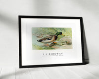 
              J L Ridgway - Mallard Duck (Anas Boschas) Male illustrated by J.L. Ridgway (1859–1947)
            