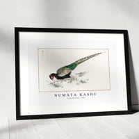 Numata Kashu - Green Pheasant illustration from Pictorial Monograph of Birds (1885)