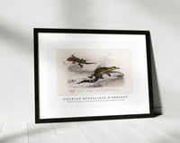 
              Charles Dessalines D'Orbigny - Alligator (Alligator incius) and Lilford'swall lizard (Podarcis lilfordi)
            