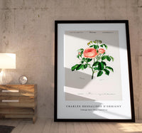 
              Charles Dessalines D'Orbigny - Cabbage Rose (Rosa Centifilia)
            