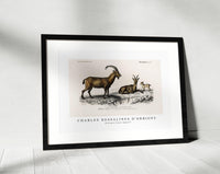 
              Charles Dessalines D'Orbigny - Wild goat (Capra Agagrus)
            
