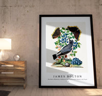 
              James Bolton - Northern Wheatear, Bilberry and Camberwell Beauty and Pupa 1768
            