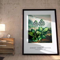 Robert John Thornton - A Group of Auriculas from The Temple of Flora (1807)
