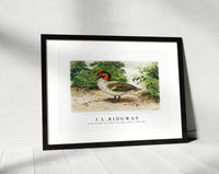 
              J L Ridgway - Green–Winged Teal (Anas Carolinensis, Gmel) 1859-1947
            