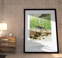 
              J L Ridgway - Wilson's or English Snipe (Gallinago Media, Wilsoni) 1859-1947
            