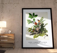 
              John James Audubon - American Robin from Birds of America (1827)
            