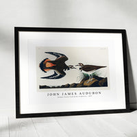 John James Audubon - Kildeer Plover from Birds of America (1827)