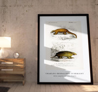 
              Charles Dessalines D'Orbigny - Yellow armadillo (Euphractus sexcinctus) and Indian Pangolin (Manis crassicaudata)
            
