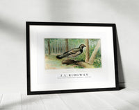 
              J L Ridgway - Spruce Grouse (Dendracapus Canadensis) 1859-1947
            