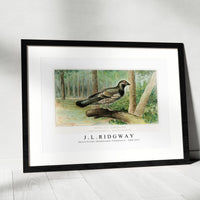 J L Ridgway - Spruce Grouse (Dendracapus Canadensis) 1859-1947