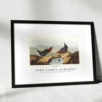 John James Audubon - American Water Ouzel from Birds of America (1827)