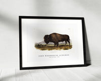 
              John Woodhouse Audubon - American Bison (Bos Americanus) from the viviparous quadrupeds of North America (1845)
            