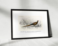 
              Charles Dessalines D'Orbigny - Ring-neckrd pheasant (Phasianus colchicus)
            